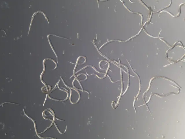 NemaFence® Felti - Powder