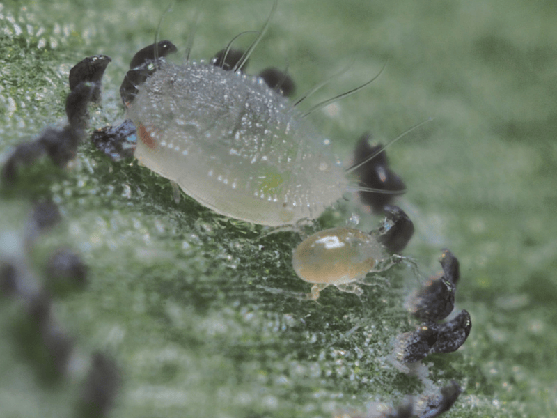 Swirskii-Breeding-System