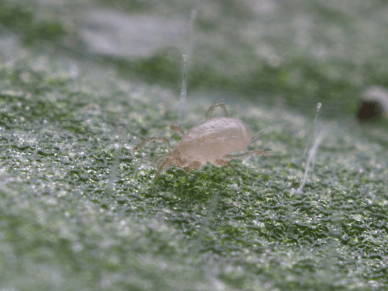 Swirskii-Breeding-System