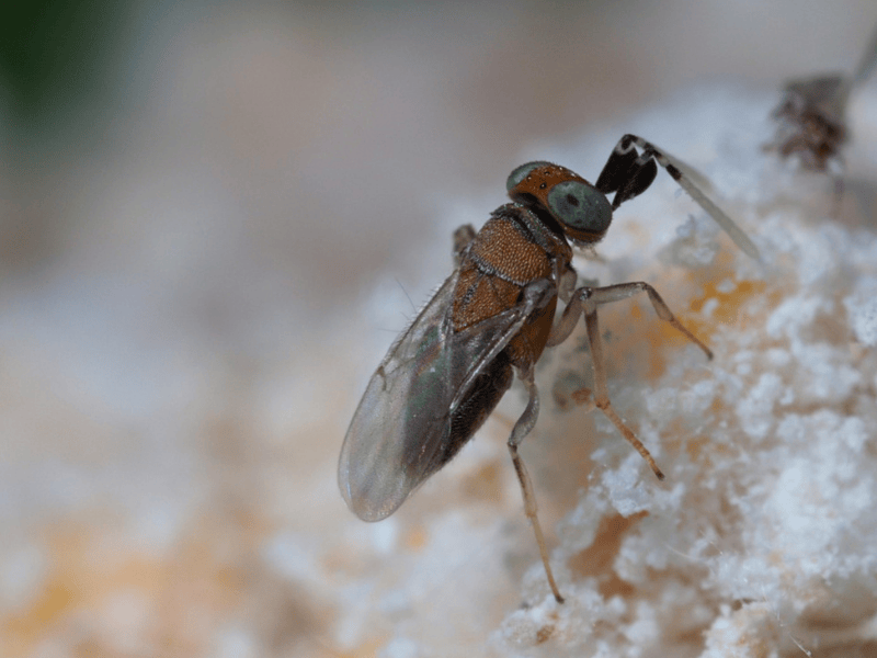 Anagyrus pseudococci female adult