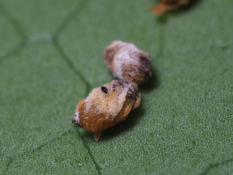 Anagyrus pseudococci mummy