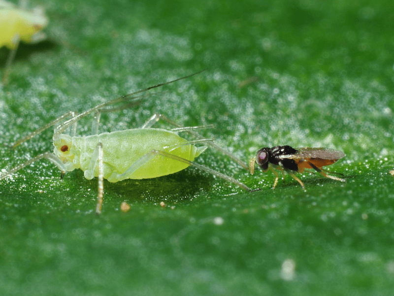 Aphelinus abdominalis adult