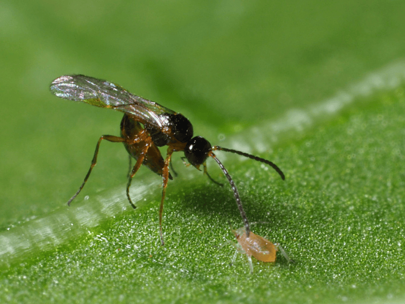 Aphidius colemani adult