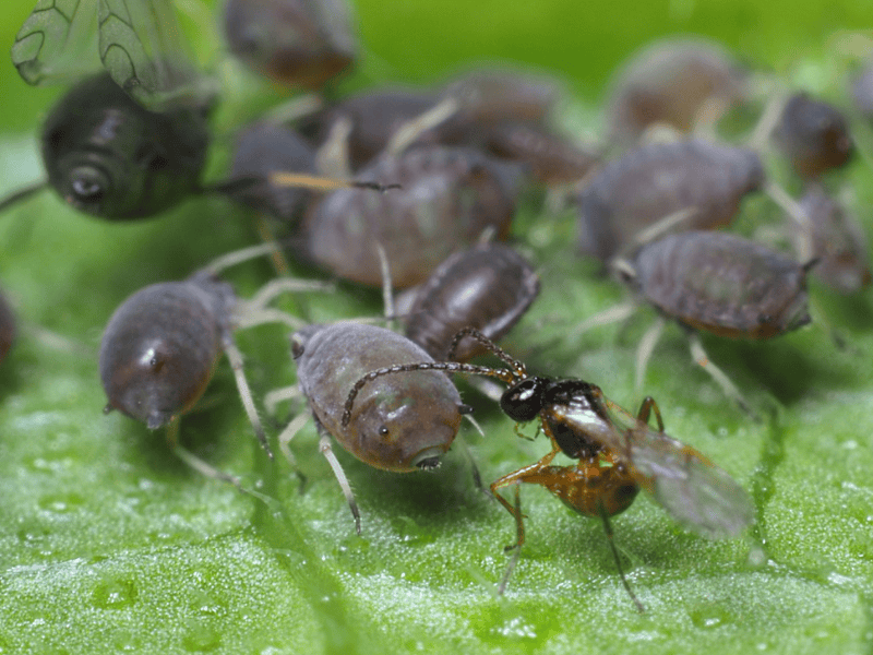 Aphidius colemani adult