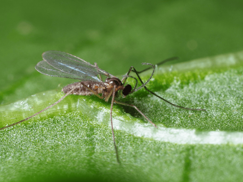 Aphidoletes aphidimyza adult female