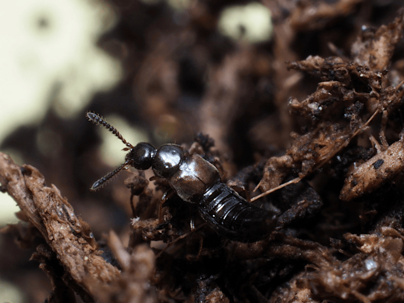 Atheta coriaria adult