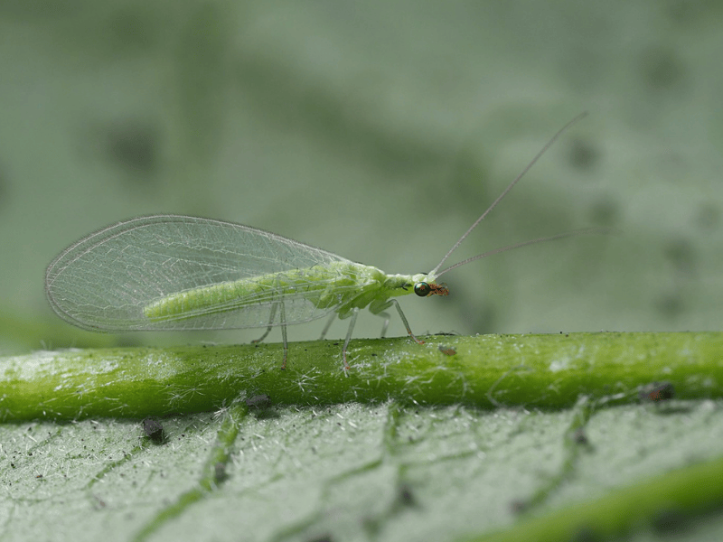 Chrysopa carnea adult