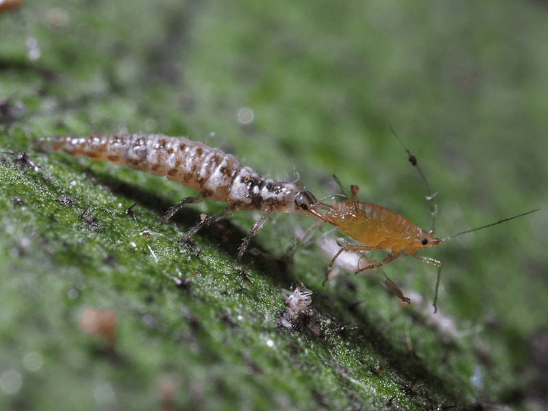 Chrysopa carnea larva