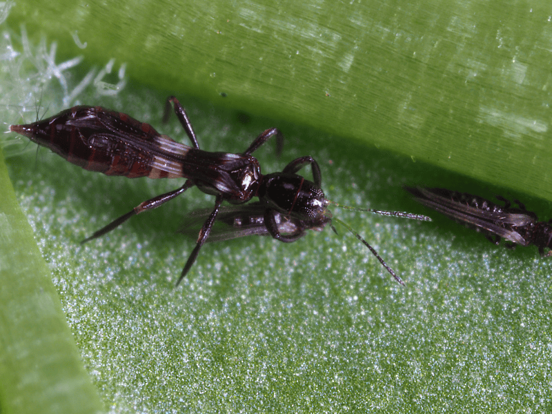 Franklinothrips vespiformis adult feeding on echinothrips