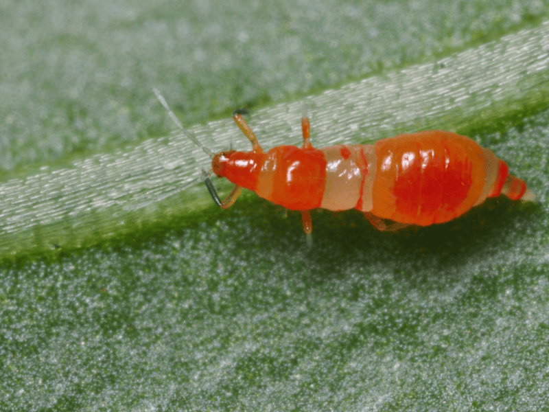 Franklinothrips vespiformis larva