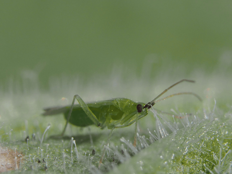 Macrolophus-N-System