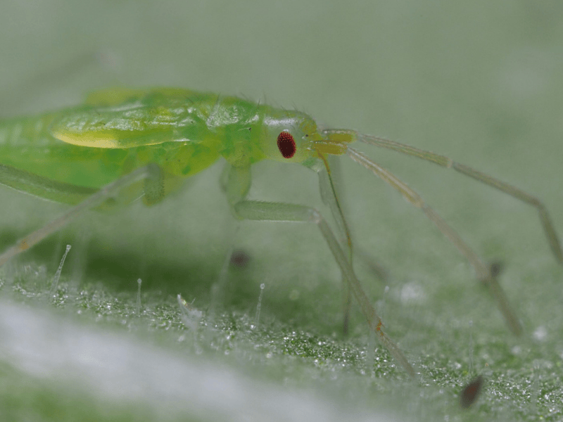 Macrolophus-N-System