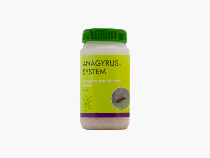 Anagyrus-System 500