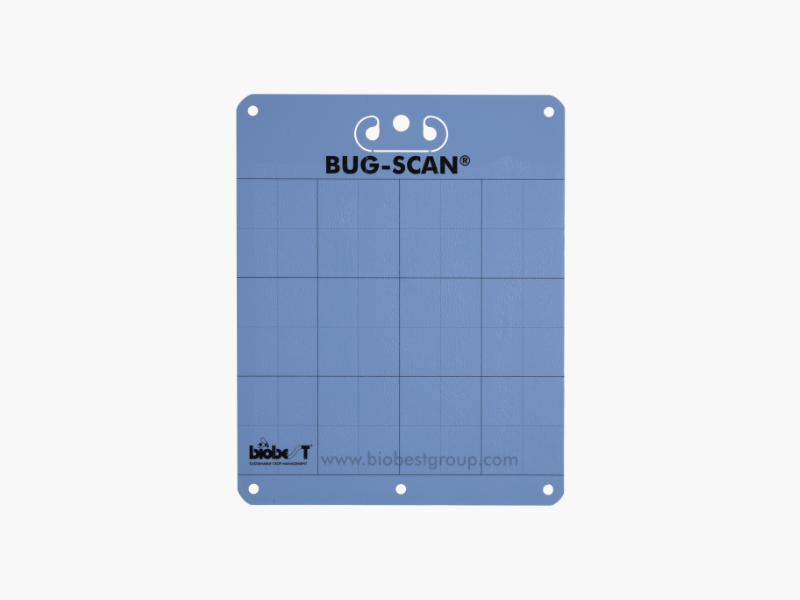 Bug-Scan® Blue large
